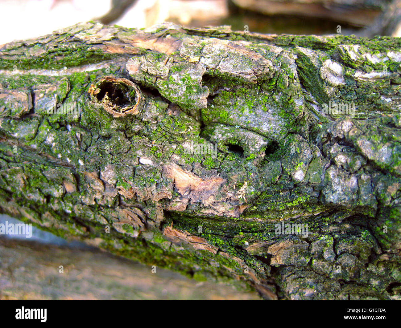 Sourire face à l'arbre nature de mère Banque D'Images