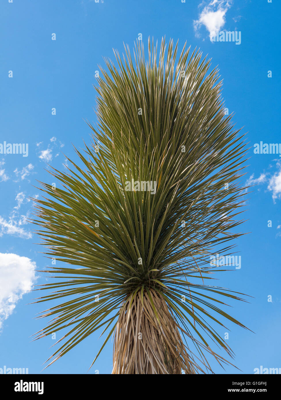 Soaptree yucca (Yucca elata), River Road East, Big Bend National Park ...