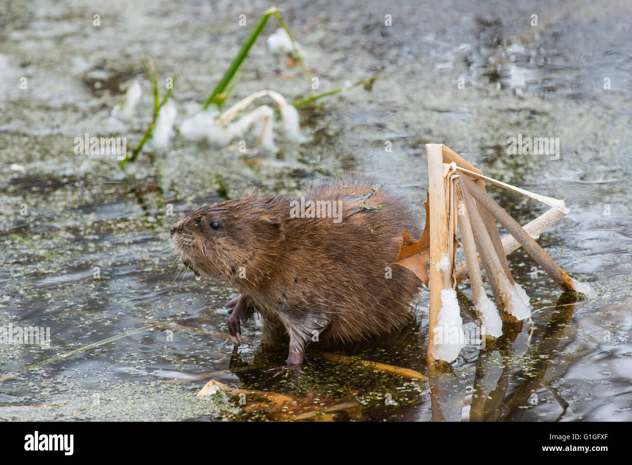 Le rat musqué (Ondatra zibethicus) manger la végétation, au début du printemps, les marais à quenouilles (Typhus) Michigan USA Banque D'Images