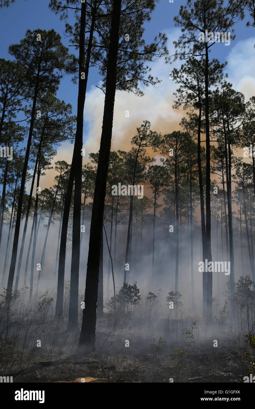 Brûlage dirigé, forêt Longleaf pine (Pinus palustris) sud-est des États-Unis d'Amérique Banque D'Images