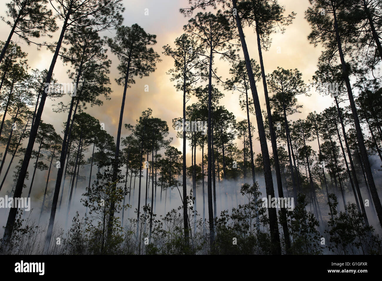 Brûlage dirigé, forêt Longleaf pine (Pinus palustris) sud-est des États-Unis d'Amérique Banque D'Images