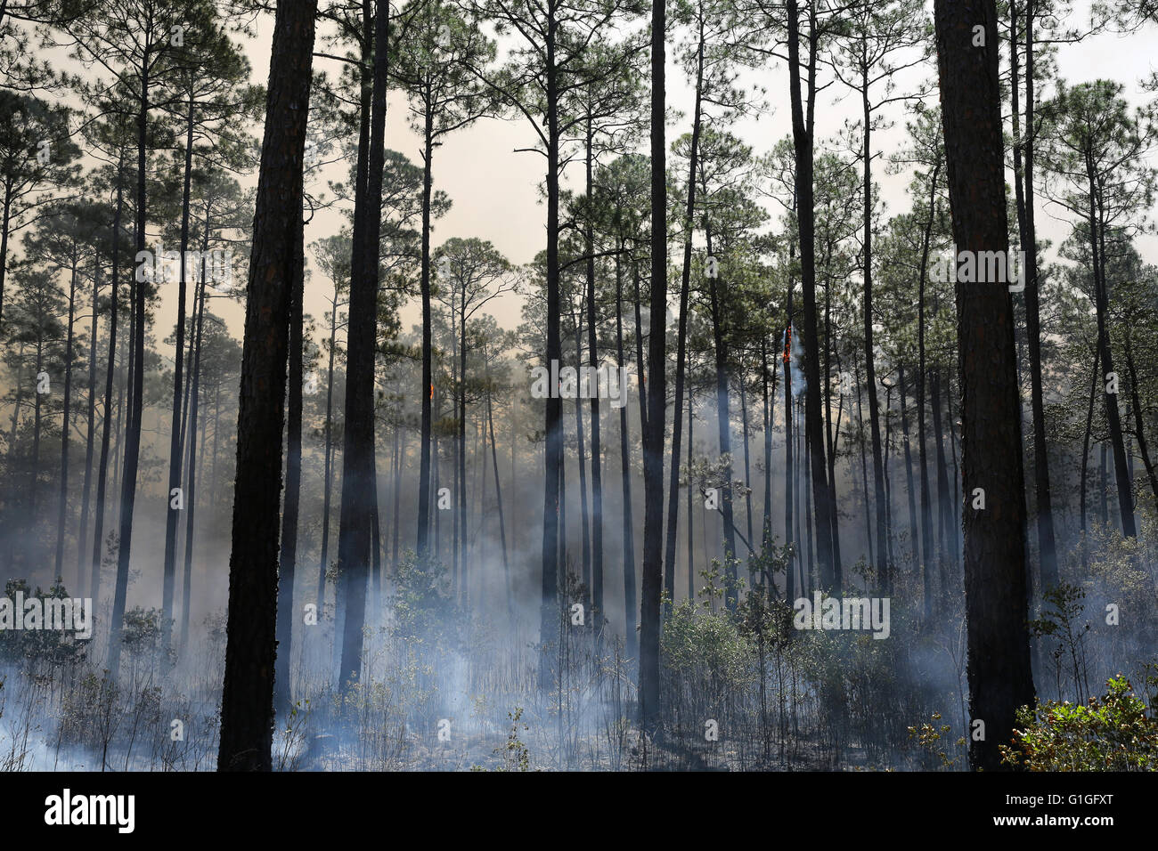Suite du brûlage dirigé, forêt Longleaf pine (Pinus palustris) sud-est des États-Unis d'Amérique Banque D'Images