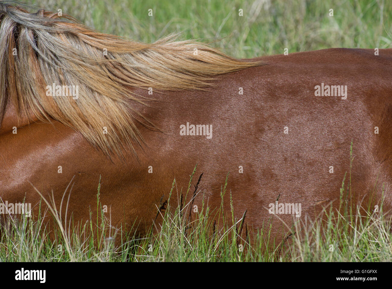 Wild Horse (Equs ferus), détail de la crinière, ouest de l'Amérique du Nord Banque D'Images
