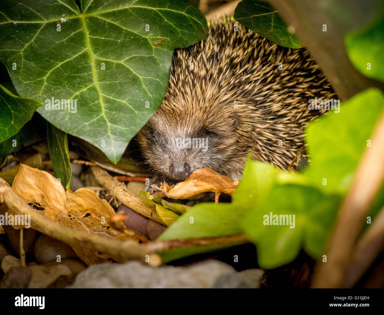 Hedgehog dormir dans des feuilles dans jardin Banque D'Images