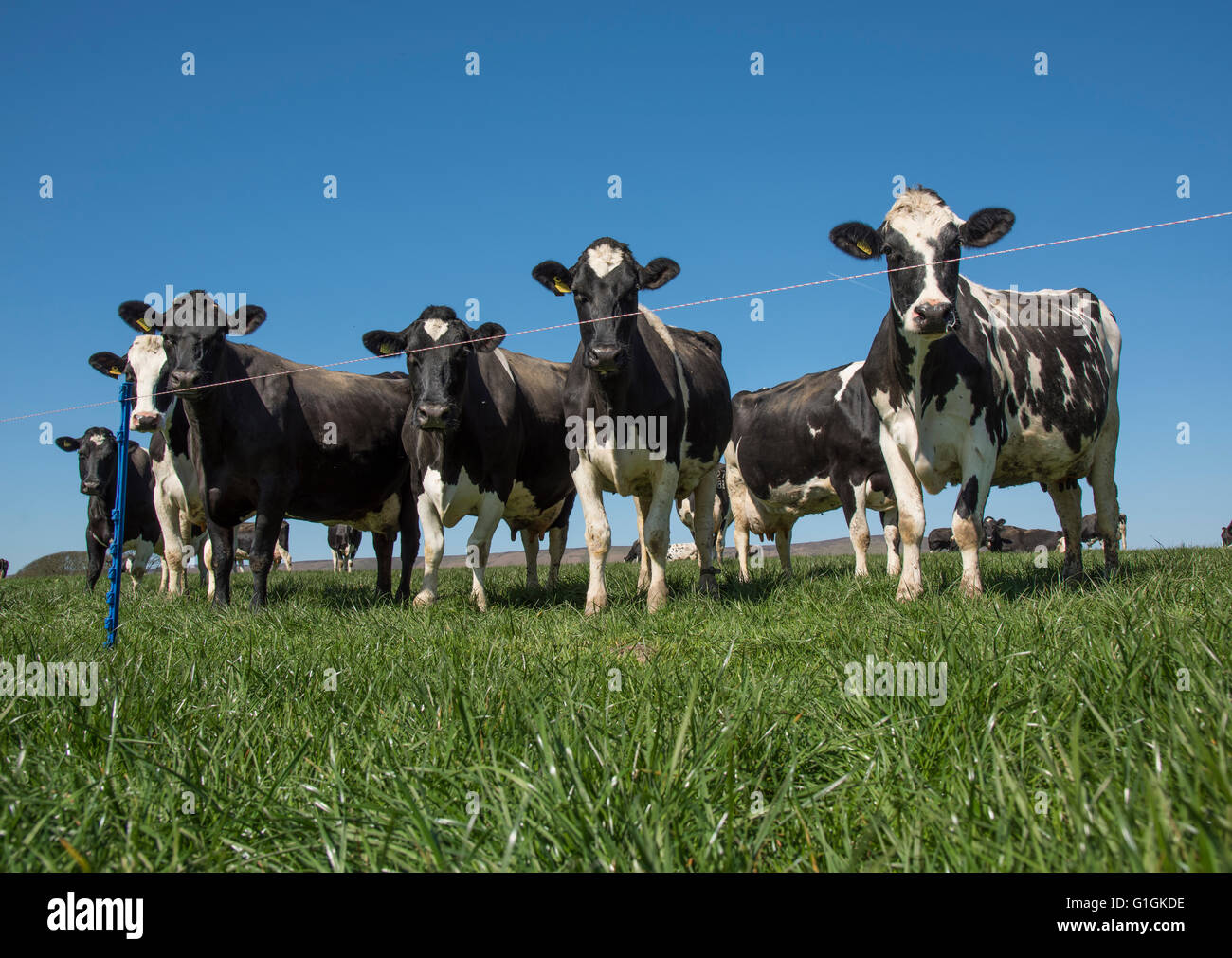 Vaches laitières noires et blanches avec clôture électrique, Clitheroe, Lancashire. ROYAUME-UNI Banque D'Images