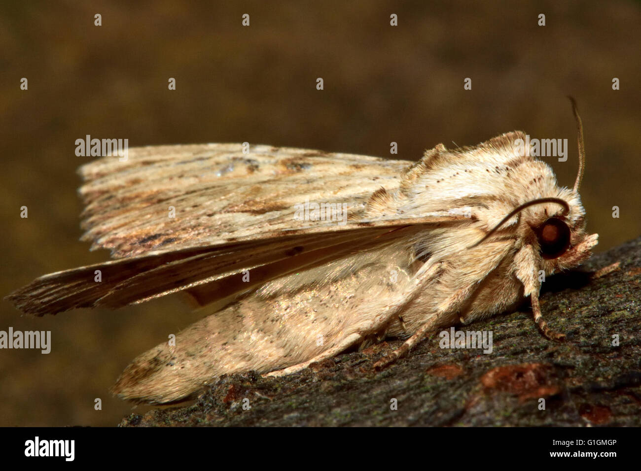 Arches de lumière (Apamea lithoxylaea). Dans l'insecte de la famille des Noctuidae, le plus grand de la famille de papillons Banque D'Images