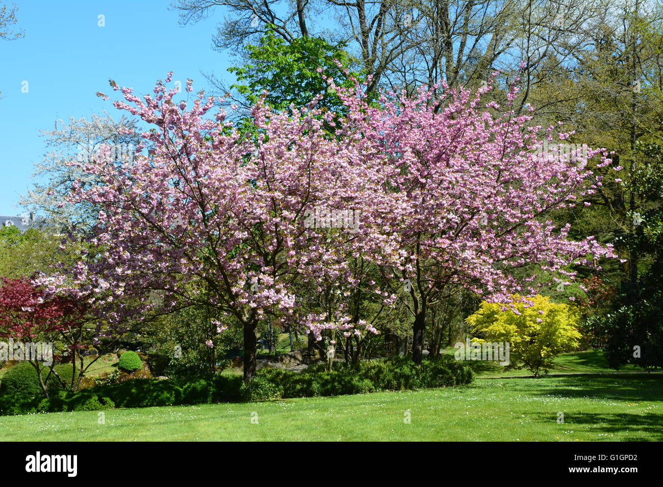 Une rangée de cerisiers en fleur pleine, présente une merveilleuse propagation de rose. Banque D'Images