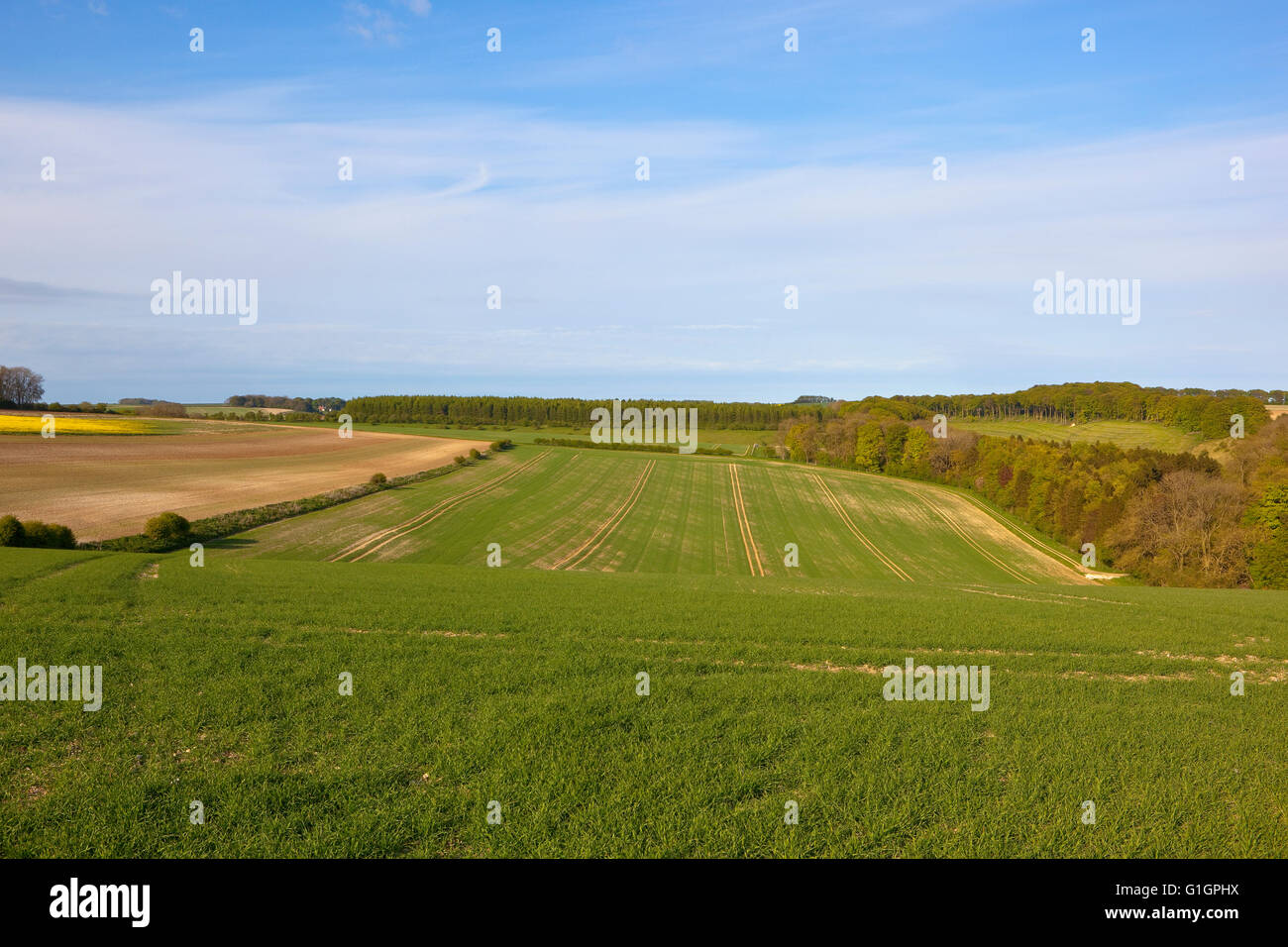 Les modèles et textures des paysages cultivés de l'english channel au printemps avec de l'orge de printemps vert et les champs Banque D'Images