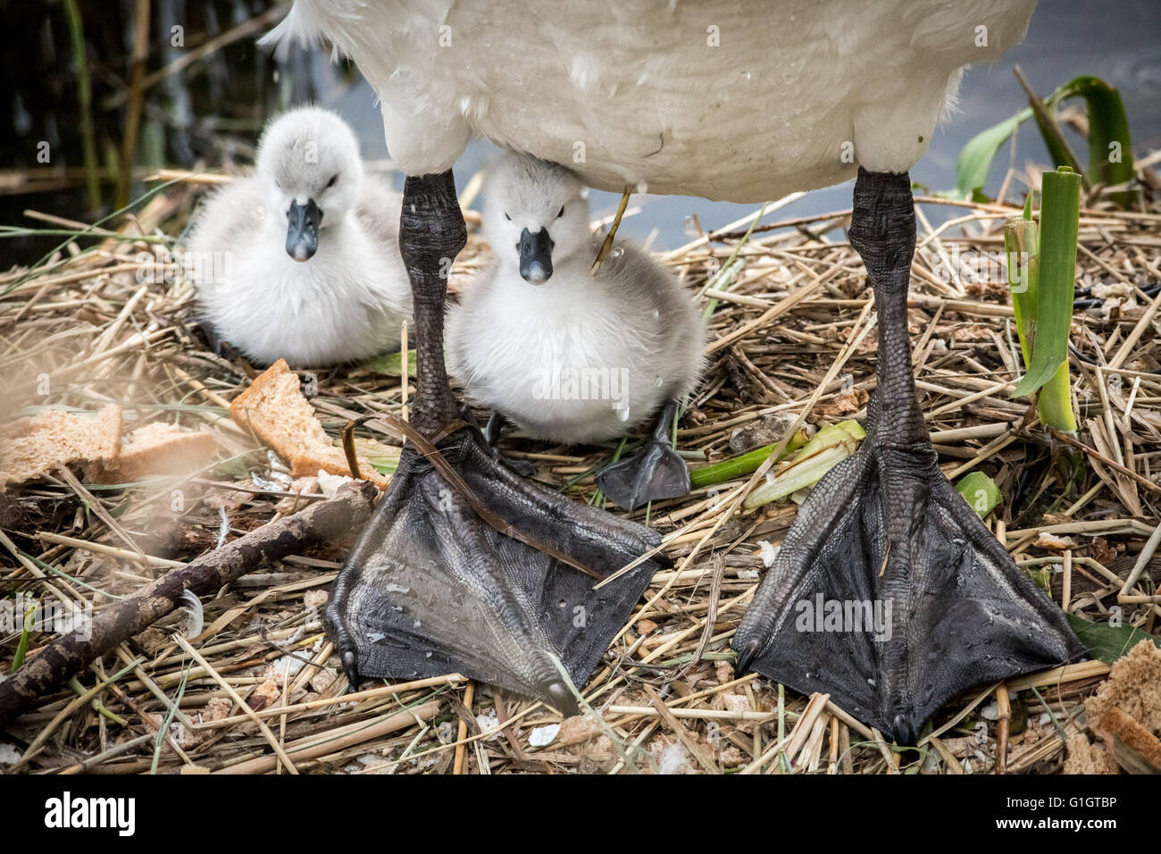 Bebe Cygne Banque D Image Et Photos Alamy