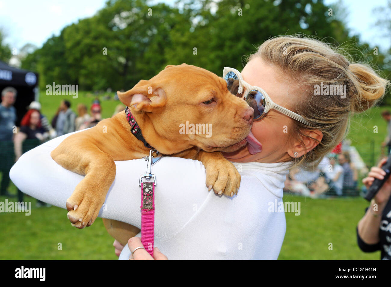 Londres, Royaume-Uni. 15 mai 2016.Rachel Riley, présentatrice TV sur compte à rebours, rencontre Gertie le Dogue de Bordeaux chiot tout en jugeant l'affaire tous les chiens Grand Hampstead Barkoff charité dog show sur Hampstead Heath à Londres, en Angleterre. Rachel dit : "Je suis venu pour la libre câlins' et non seulement a-t-elle obtenir ceux avec Gertie mais un bon peu de lèche aussi. Gertie est un chien de sauvetage qui était à la recherche d'une maison lors de l'événement qui a été exécuté par tous les chiens de sauvetage, peu importe qui et à placer les chiens dans Londres. Crédit : Paul Brown/Alamy Live News Banque D'Images