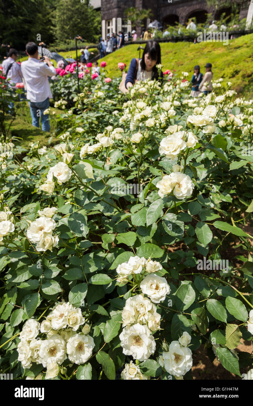 Kyu Furukawa Gardens, Kita-Ku, Tokyo, Japon. Le 15 mai 2016. Roses en pleine floraison. De nombreux visiteurs profiter de belles roses. L'architecture de style occidental et le jardin a été conçu par l'architecte anglais Josiah Conder ( 1852 - 1920 ) et construit en 1917. Il y a aussi un jardin de style japonais. Il a été conçu par le jardinier japonais Jihei Ogawa ( 1860 - 1933 ). Les visiteurs bénéficient à la fois d'un beau jardin. Découverte du monde/Alamy Live News Banque D'Images