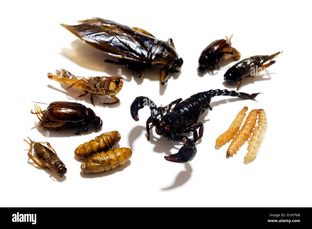 Les insectes comestibles frit sur un fond blanc Banque D'Images
