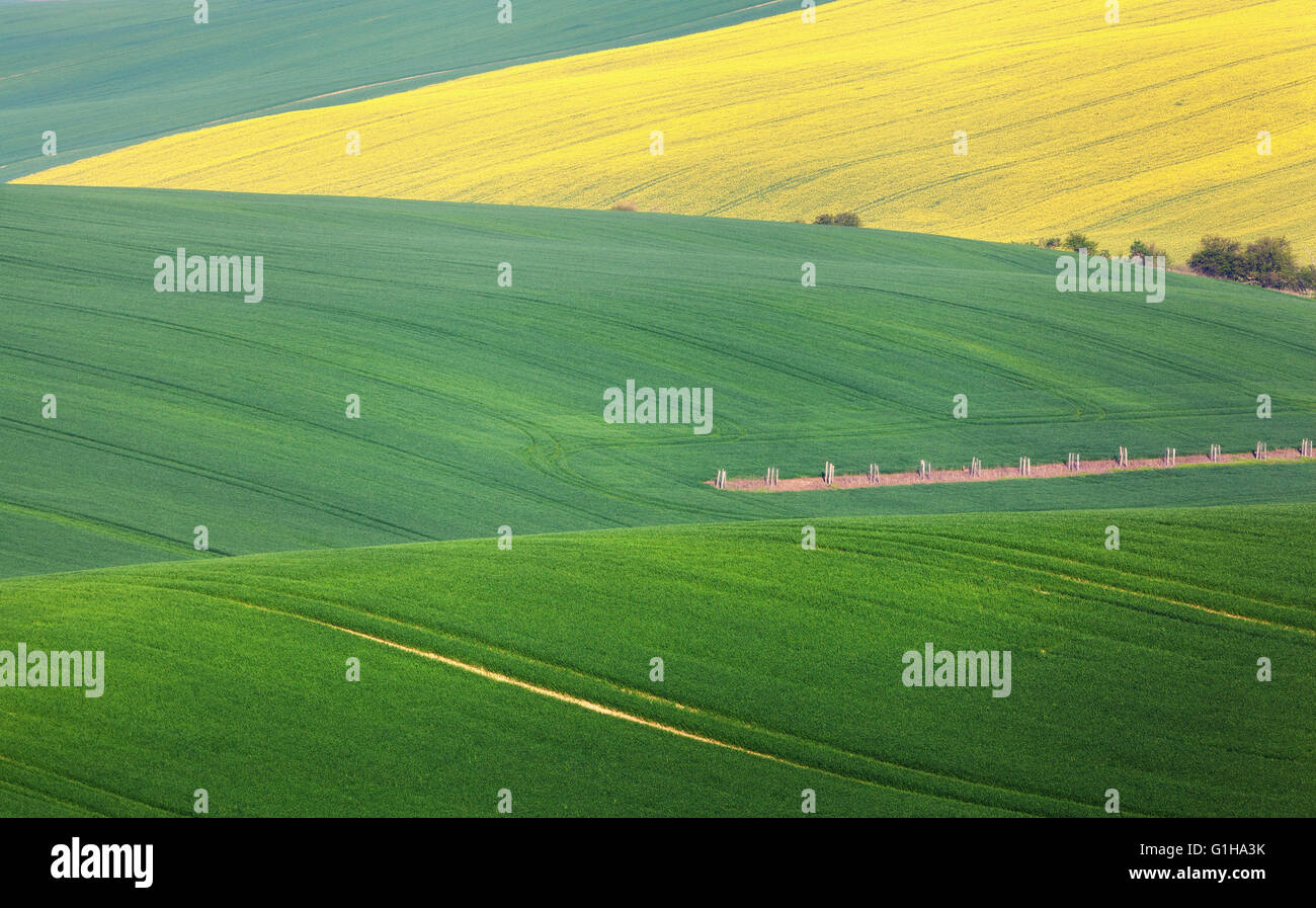 Conte fantastique paysage minimaliste avec des champs verts le matin dans le sud de la Moravie, en République tchèque. Vagues hills Banque D'Images