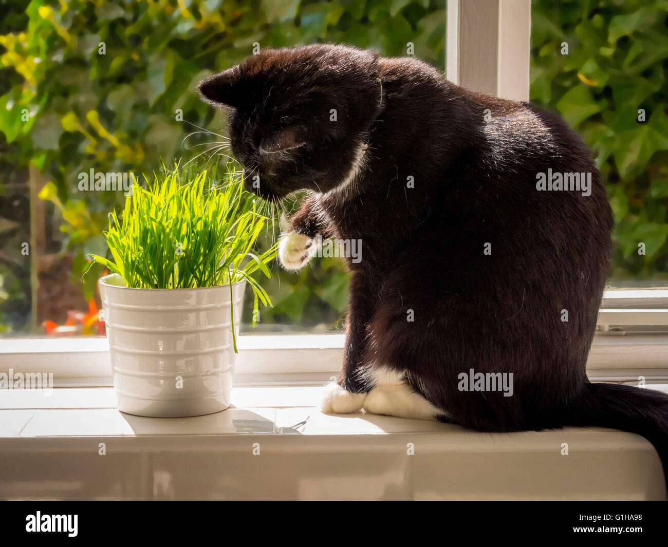Le noir et blanc manger 'cat' dans l'herbe de plus en plus pot on windowsill Banque D'Images
