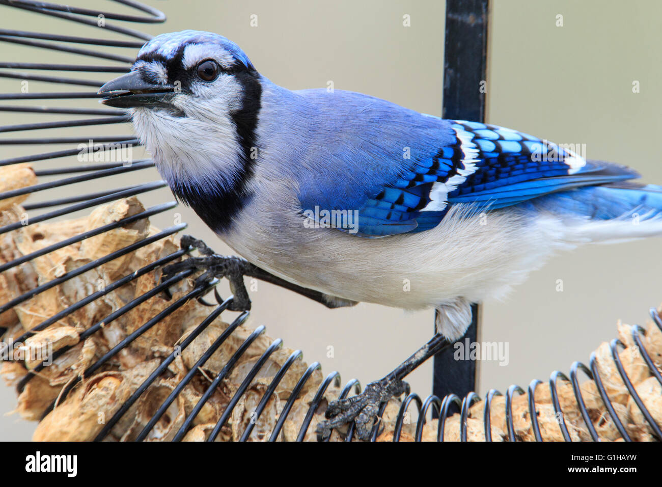 Le geai bleu (Cyanocitta cristata) à l'alimentation, la migration du printemps à Magee Marsh en Ohio Banque D'Images