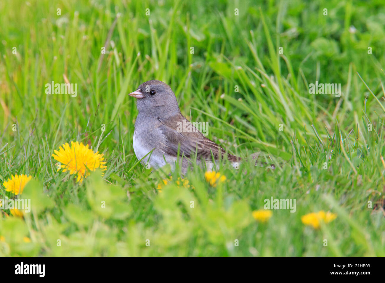 Le Junco ardoisé (Junco hyemalis) sur l'herbe Banque D'Images