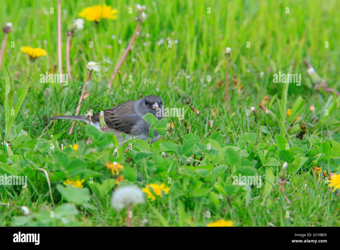 Le Junco ardoisé (Junco hyemalis) sur l'herbe Banque D'Images