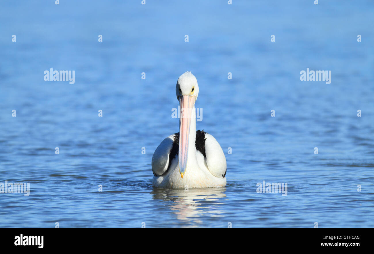 Un Pelican Pelecanus conspicillatus - - nager dans une eau douce couleur bleu lagon ou billabong. Banque D'Images