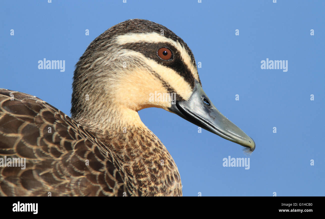 Pacifique un canard noir, Anas superciliosa, tête et épaule portrait avec fond de ciel bleu. Banque D'Images