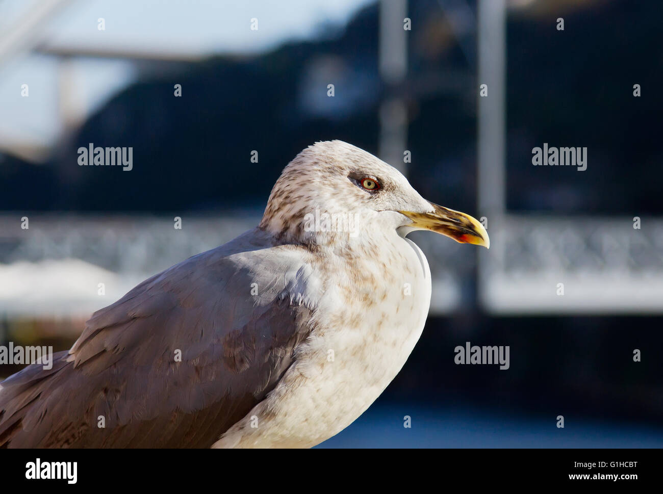 Une Mouette blanche est assis sur l'arrière-plan de Dom Luiz Pont de Porto, Portugal. Banque D'Images