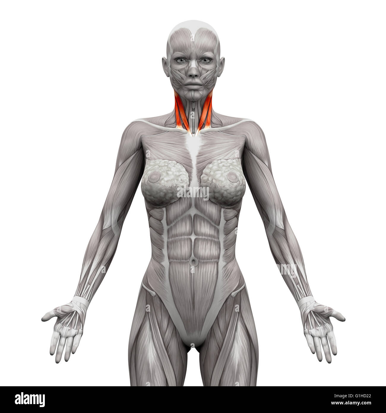 Les muscles du cou - Tête à tête de la clavicule et du sternum - Anatomie Muscles isolé sur blanc - 3D illustration Banque D'Images
