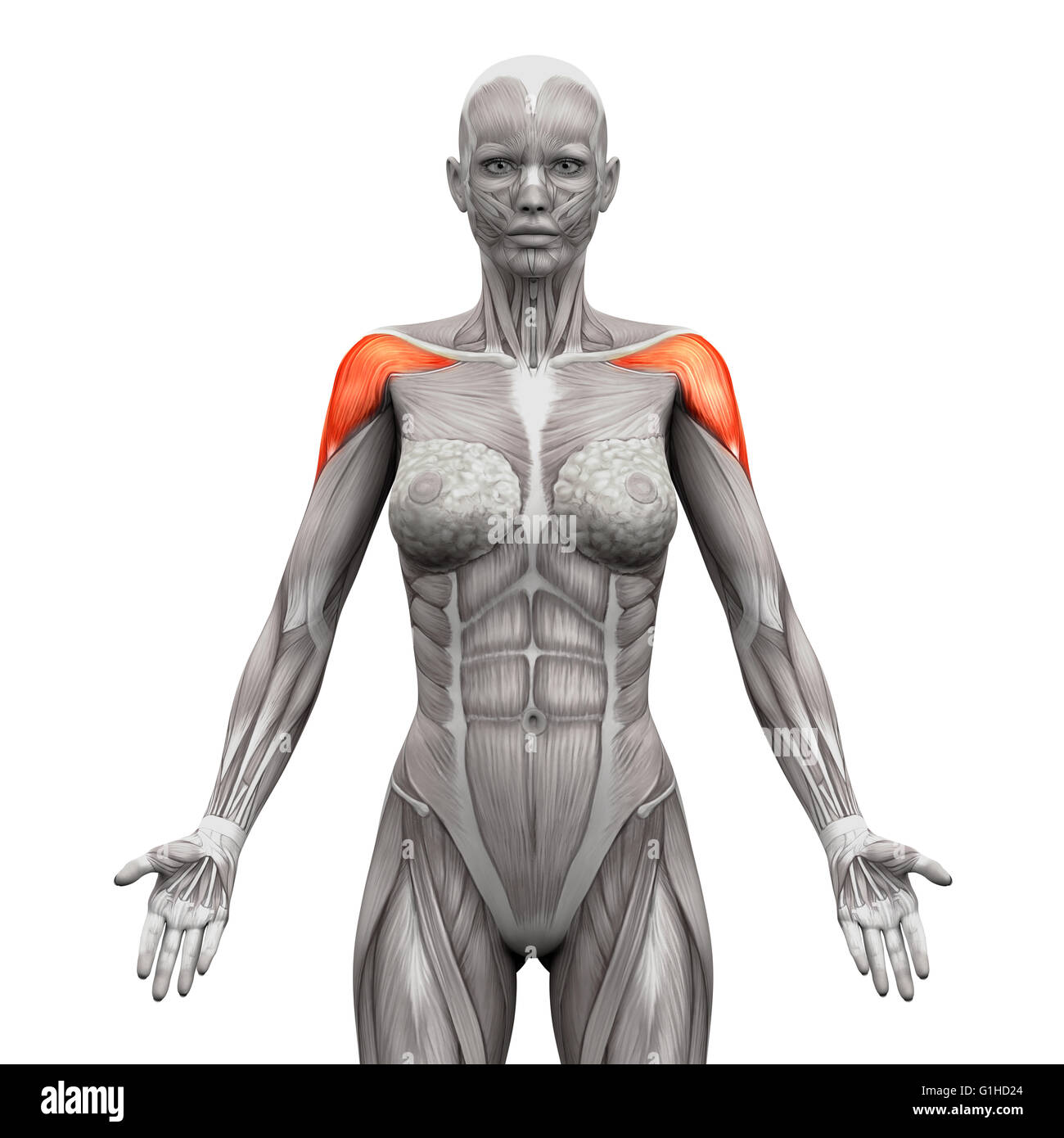 Deltoris - Antérieure Muscles Muscles Anatomie isolé sur blanc - 3D illustration Banque D'Images Deltoris - Antérieure Muscles Muscles Anatomie isolé sur blanc - 3D illustration Banque D'Images