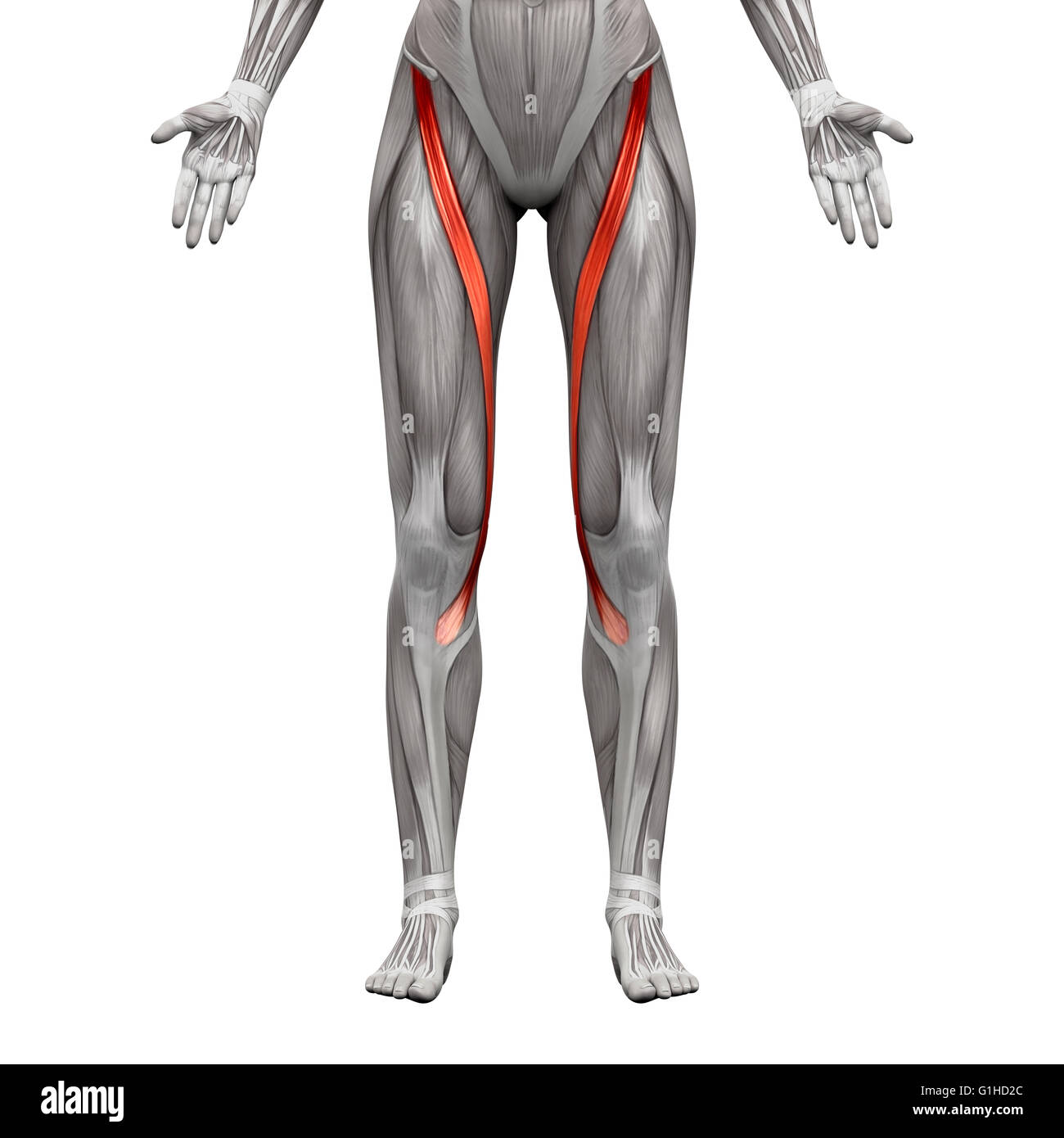 Les muscles Anatomie muscle sartorius isolé sur blanc 3D