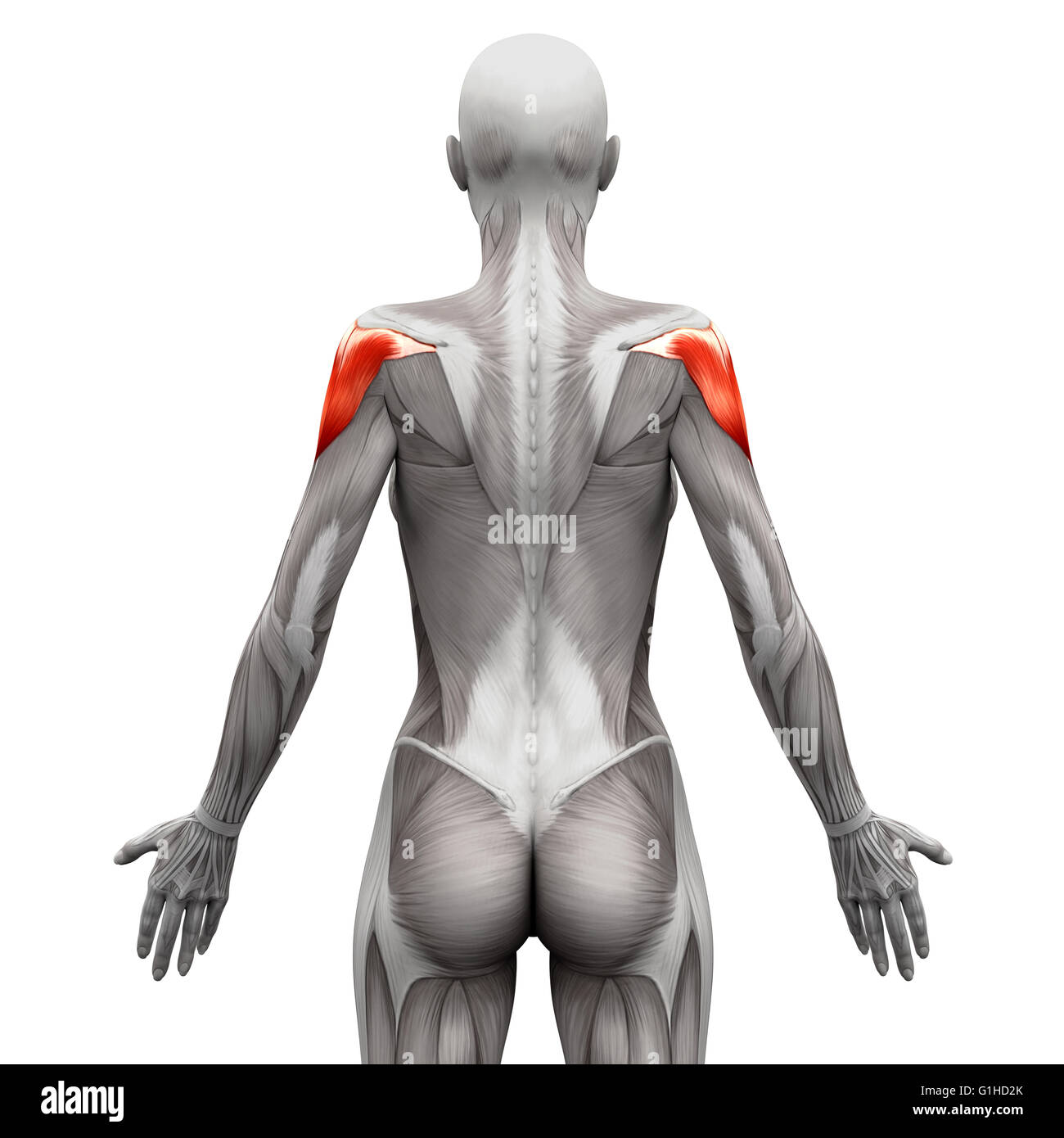 Muscle deltoïde - Anatomie Muscles isolé sur blanc - 3D illustration Banque D'Images