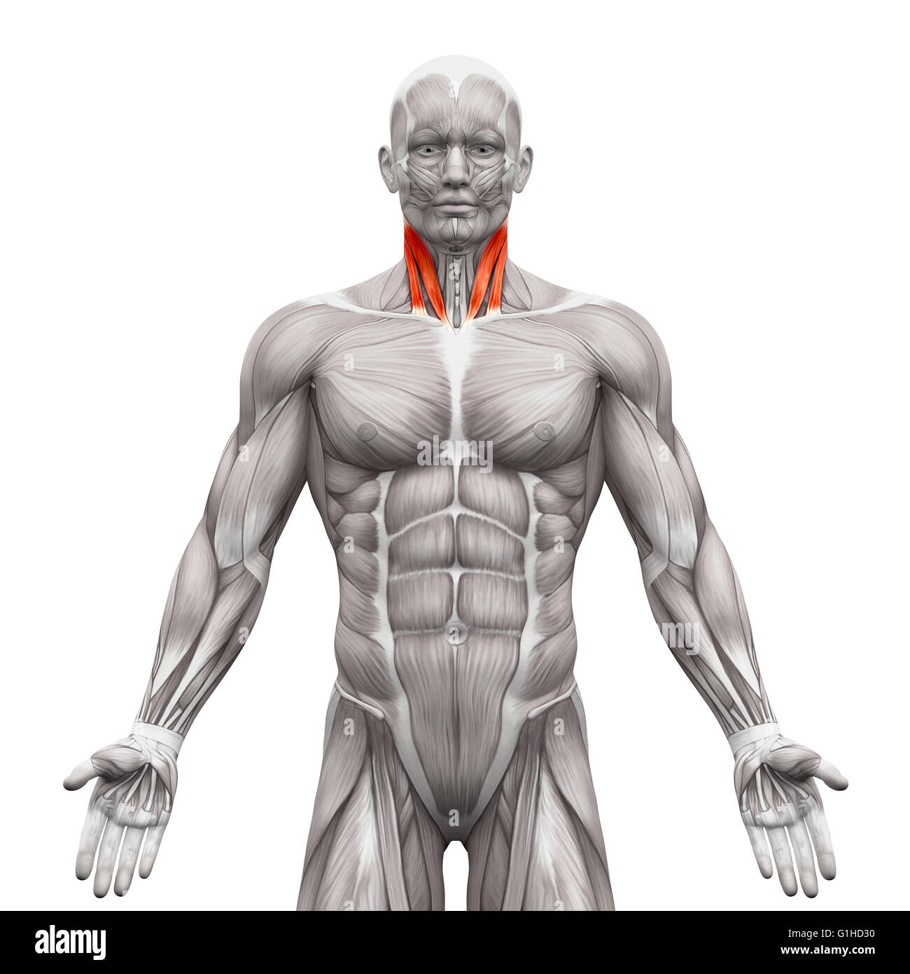 Les muscles du cou - Tête à tête de la clavicule et du sternum - Anatomie Muscles isolé sur blanc - 3D illustration Banque D'Images