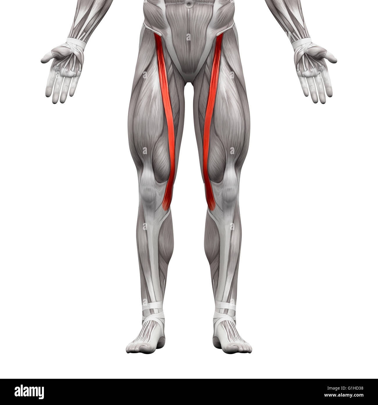 Les Muscles Anatomie Muscle Sartorius Isol Sur Blanc 3D 