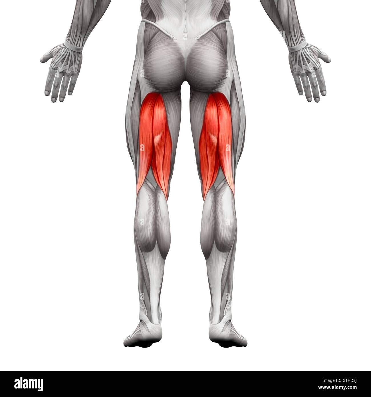 Ischio Les muscles ischio-jambiers anatomie masculine - muscle isolé sur blanc ...