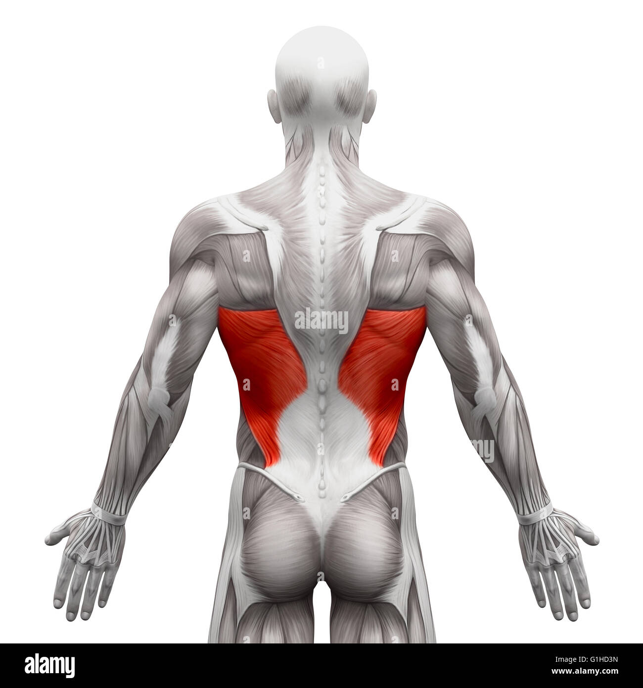 Latissimus Dorsi Muscles Anatomie - isolé sur blanc - 3D illustration Banque D'Images