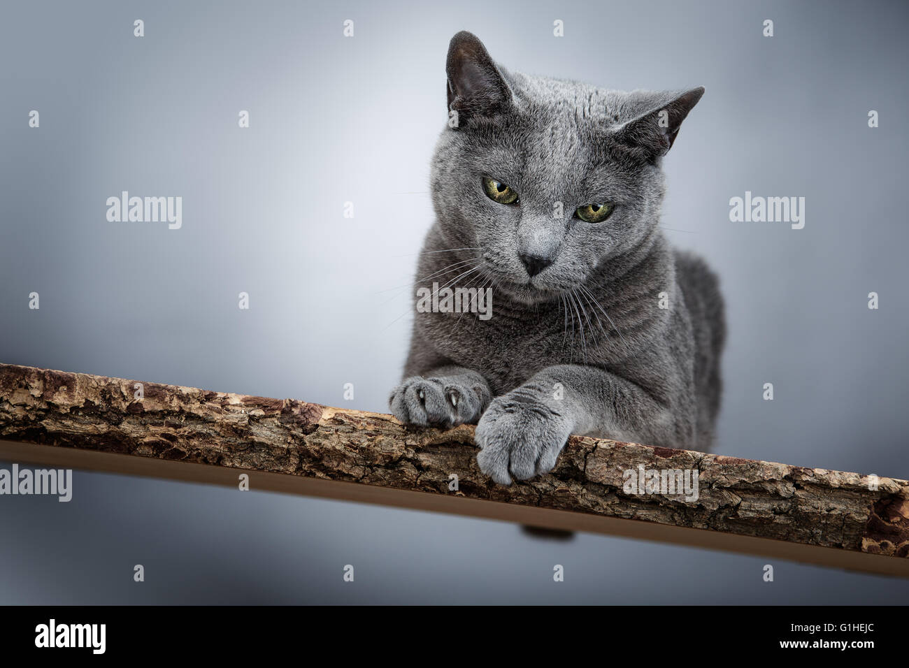 Portrait de chat bleu russe Banque D'Images