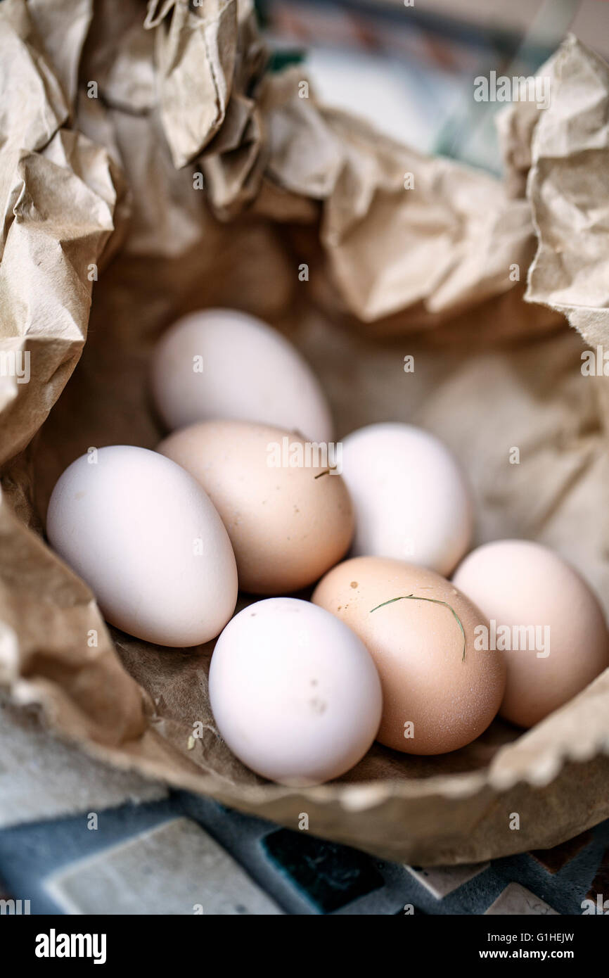 Les oeufs de poulet frais gratuitement les animaux errants à la ferme italienne Banque D'Images