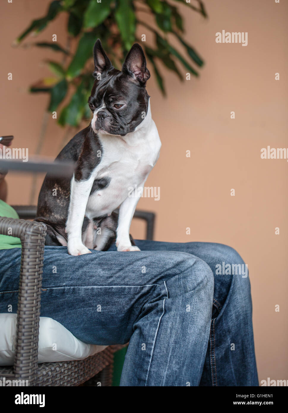 Boston Terrier en plein air sur un jour d'été chaud et ensoleillé Banque D'Images