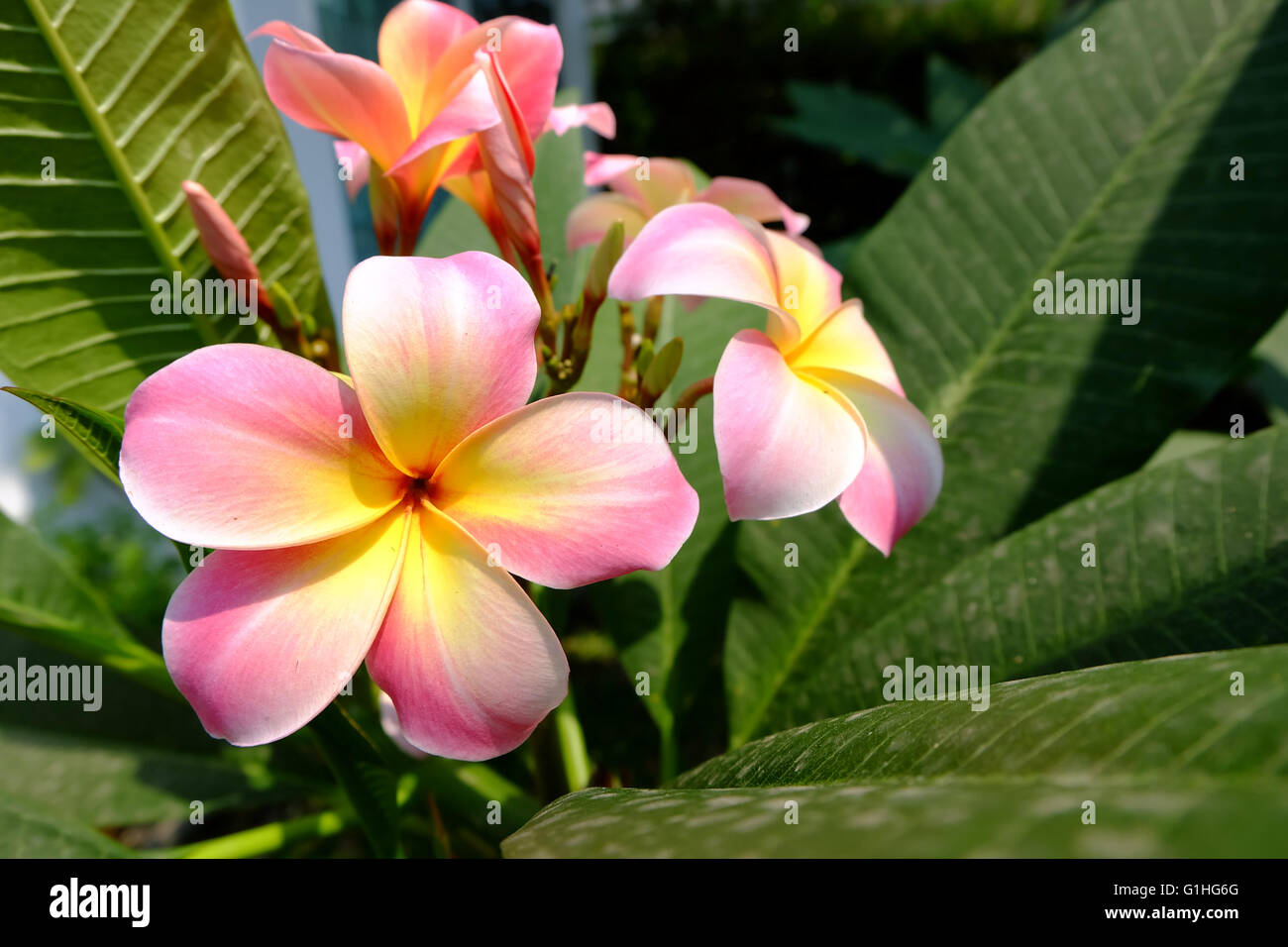 Beautiful Pink plumeria frangipani tree dans un jardin. Banque D'Images