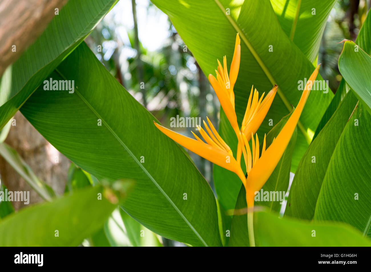 Belle fleur Heliconia jaune arbre dans le Jardin Botanique Tropical. Banque D'Images