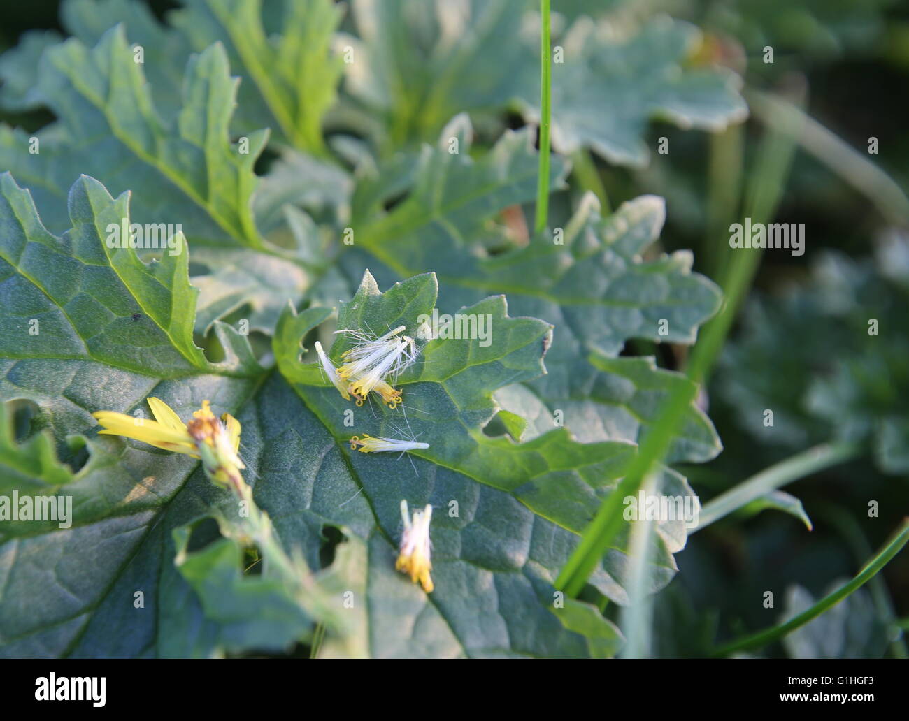 Le pappus poilue du séneçon jacobée (Senecio jacobaea) utilisé pour la dispersion par le vent des graines. En dessous se trouve une feuille de la même plante. Banque D'Images