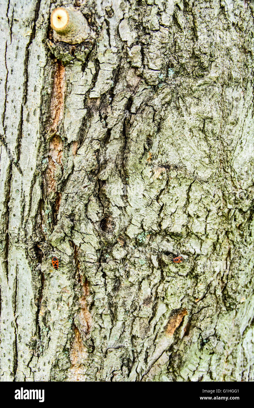 L'écorce sur le vieux bois, sculpté avec l'âge. Banque D'Images