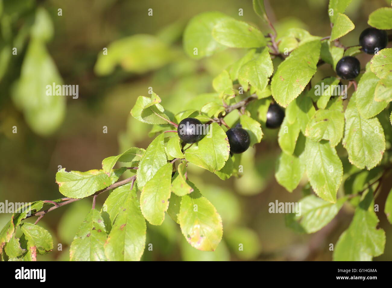 Fruits du prunellier (Prunus spinosa). Banque D'Images