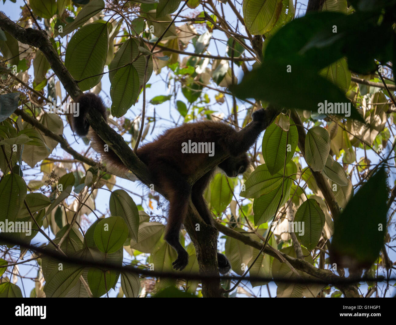 Singe-araignée dans un arbre dans le parc national Corcovado, Costa Rica Banque D'Images