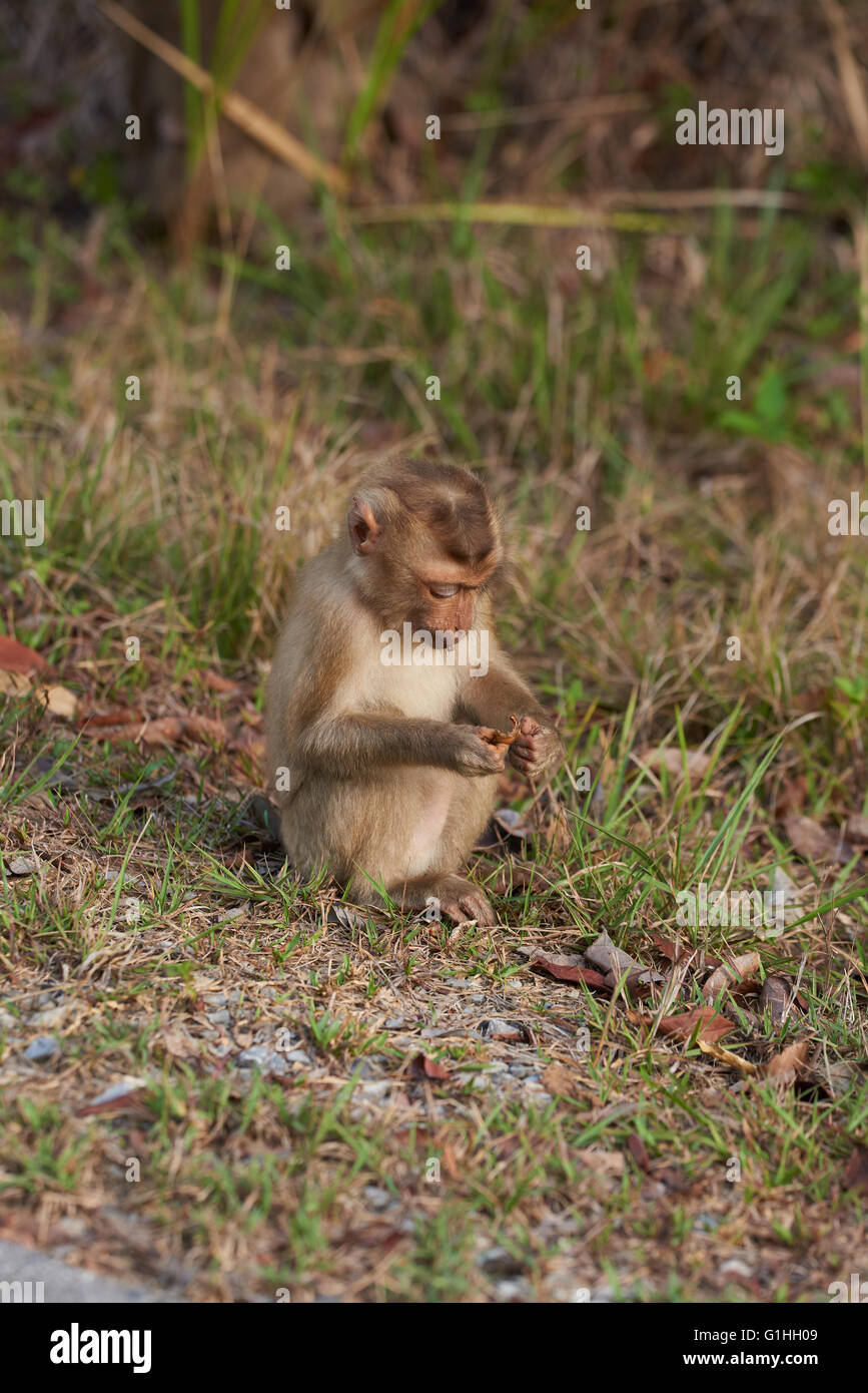 Khao Yai macaque à queue de cochon Banque D'Images