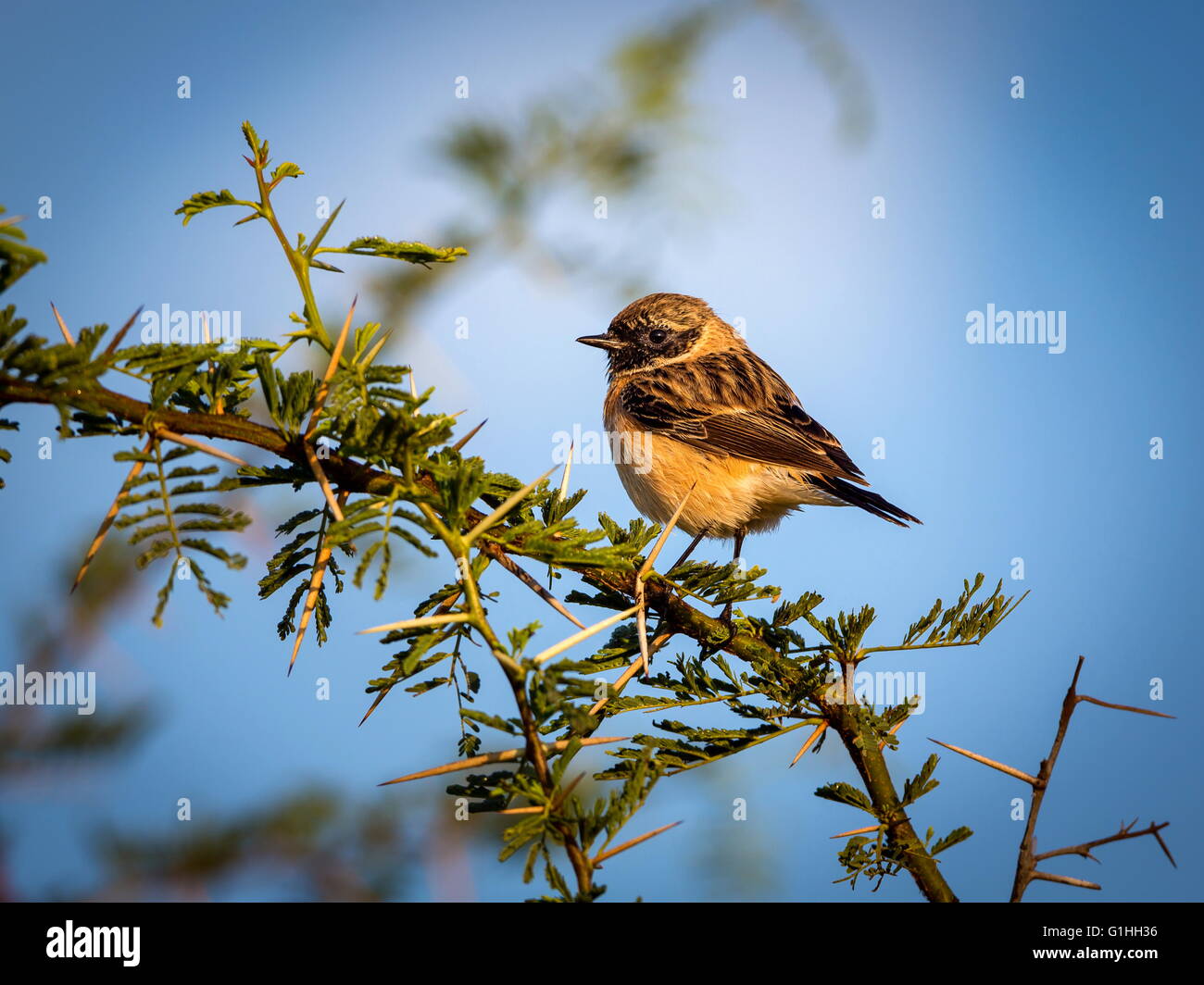 Stonechat sibérienne. Banque D'Images