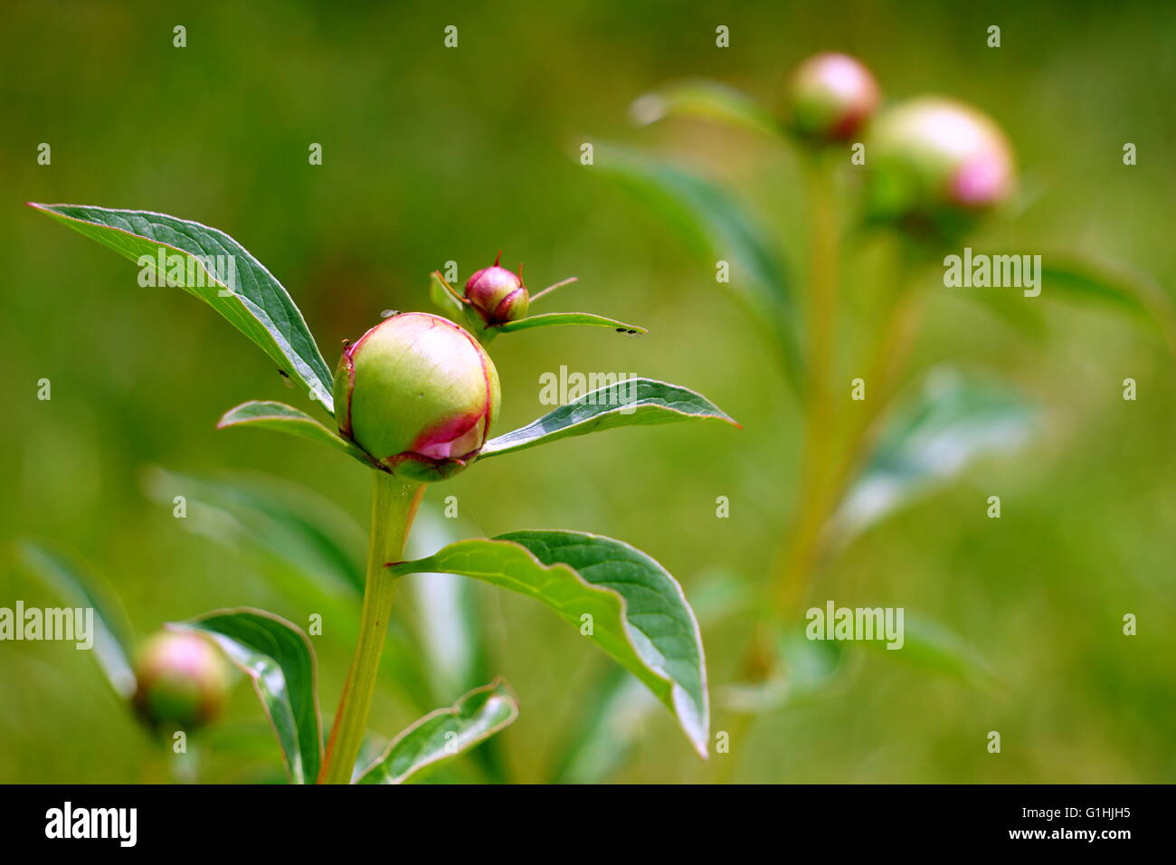 Les Pivoines non ouvert Banque D'Images