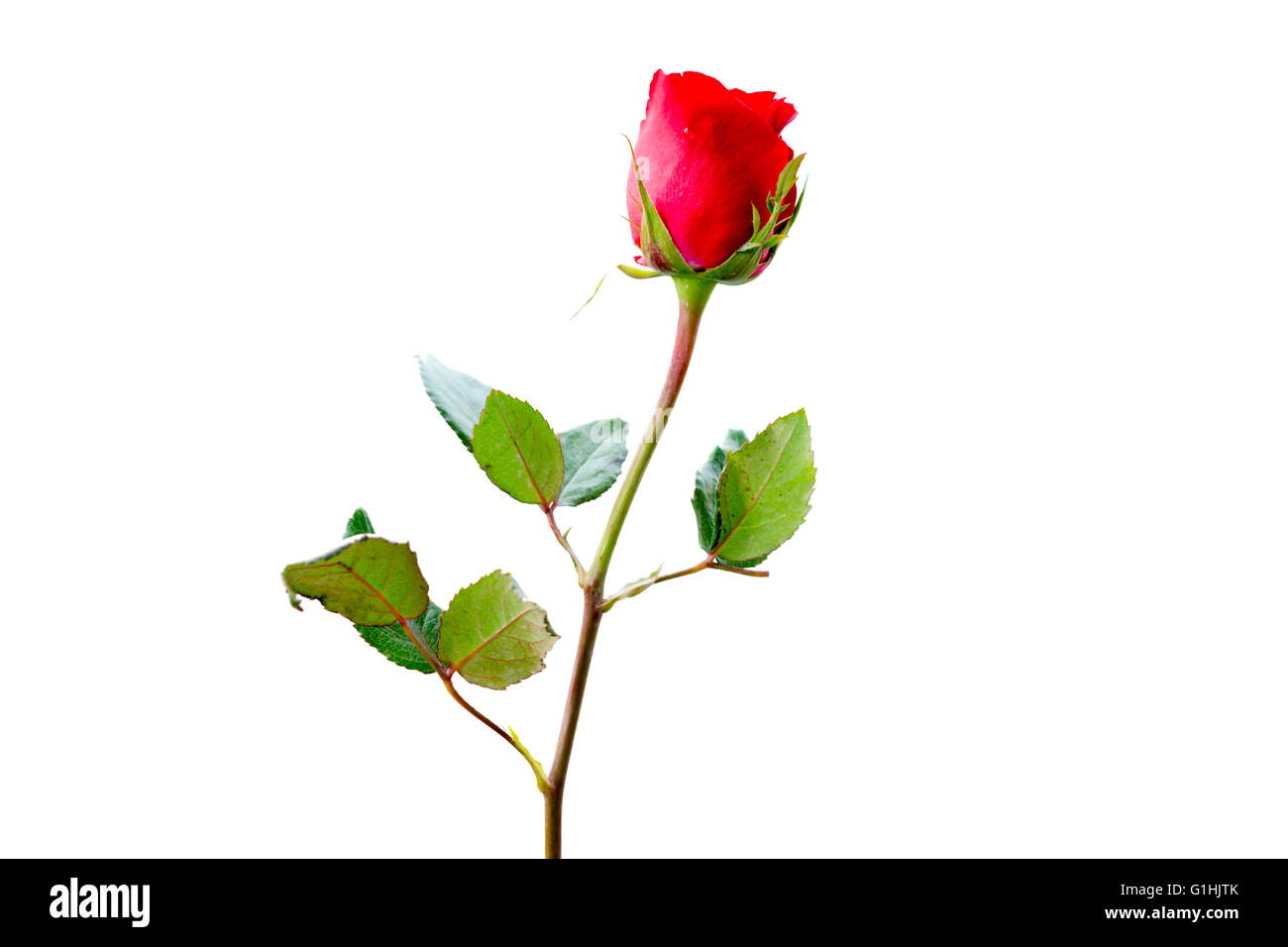 Rose rouge sur fond blanc Banque D'Images