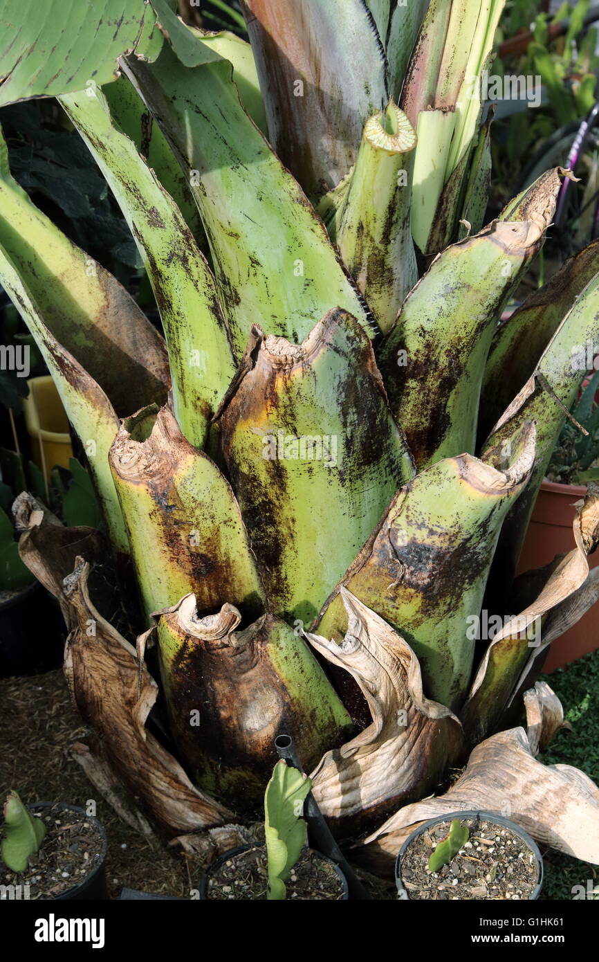 Close up image de l'Ensete ventricosum, tronc sans feuilles de bananier d'Abyssinie Banque D'Images