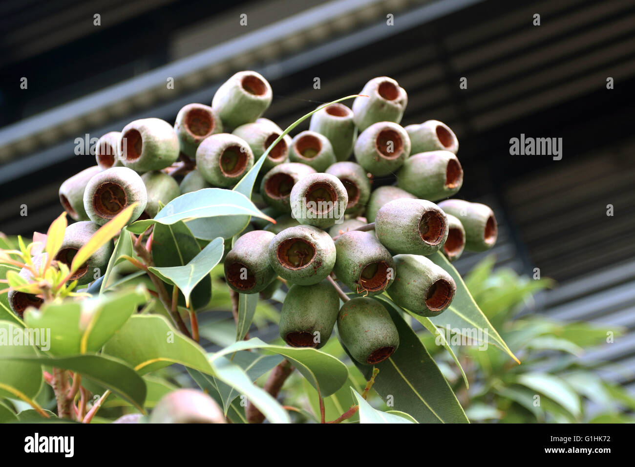 Close up of Australian natif - Eucalyptus ficifolia fruits/ graines Banque D'Images
