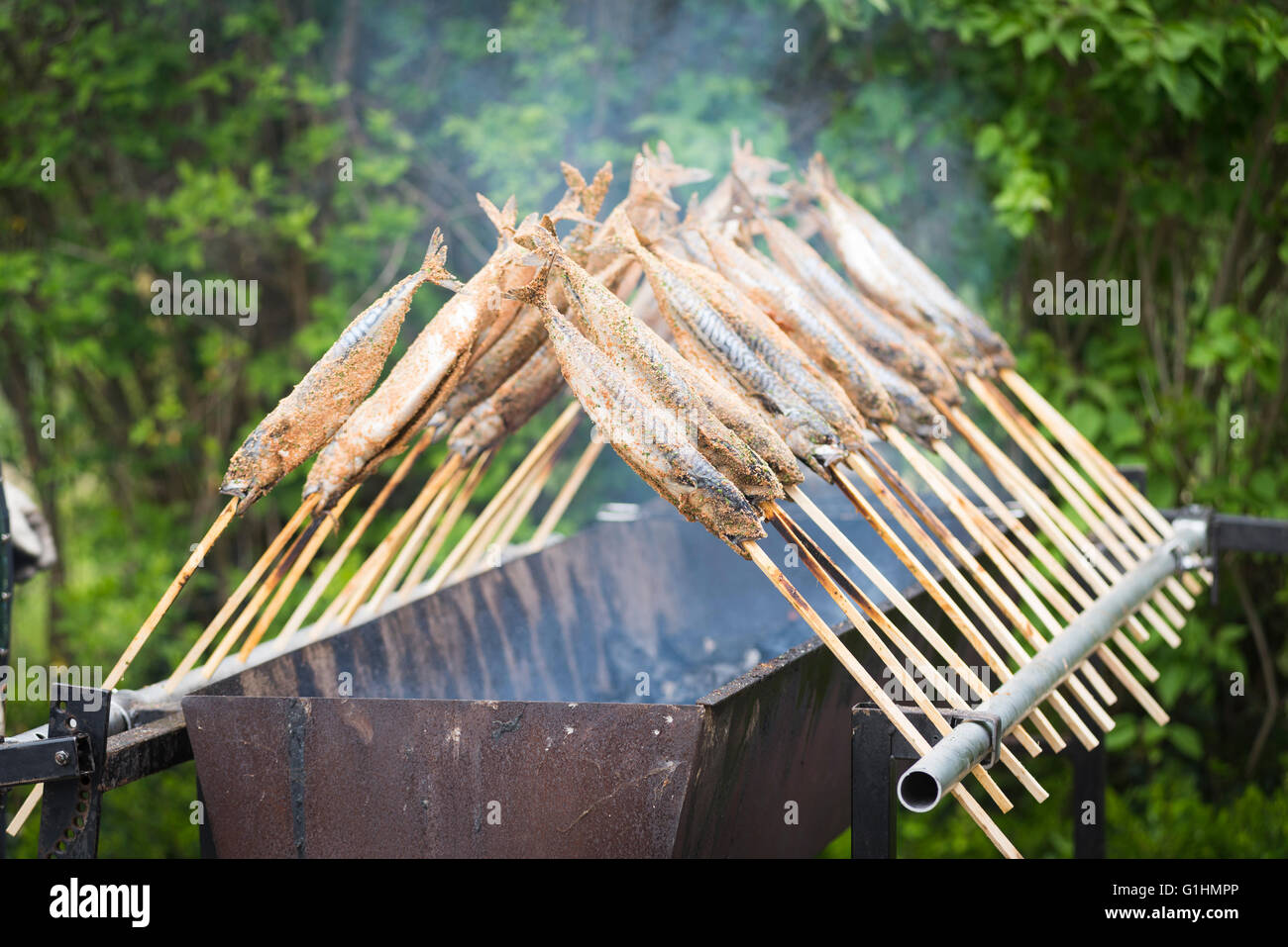 Sur un bâton de poissons comme la truite, omble chevalier ou whitefisch fervid grillé au-dessus de charbon est un traditionnel barbecue en Bavière, Allemagne Banque D'Images