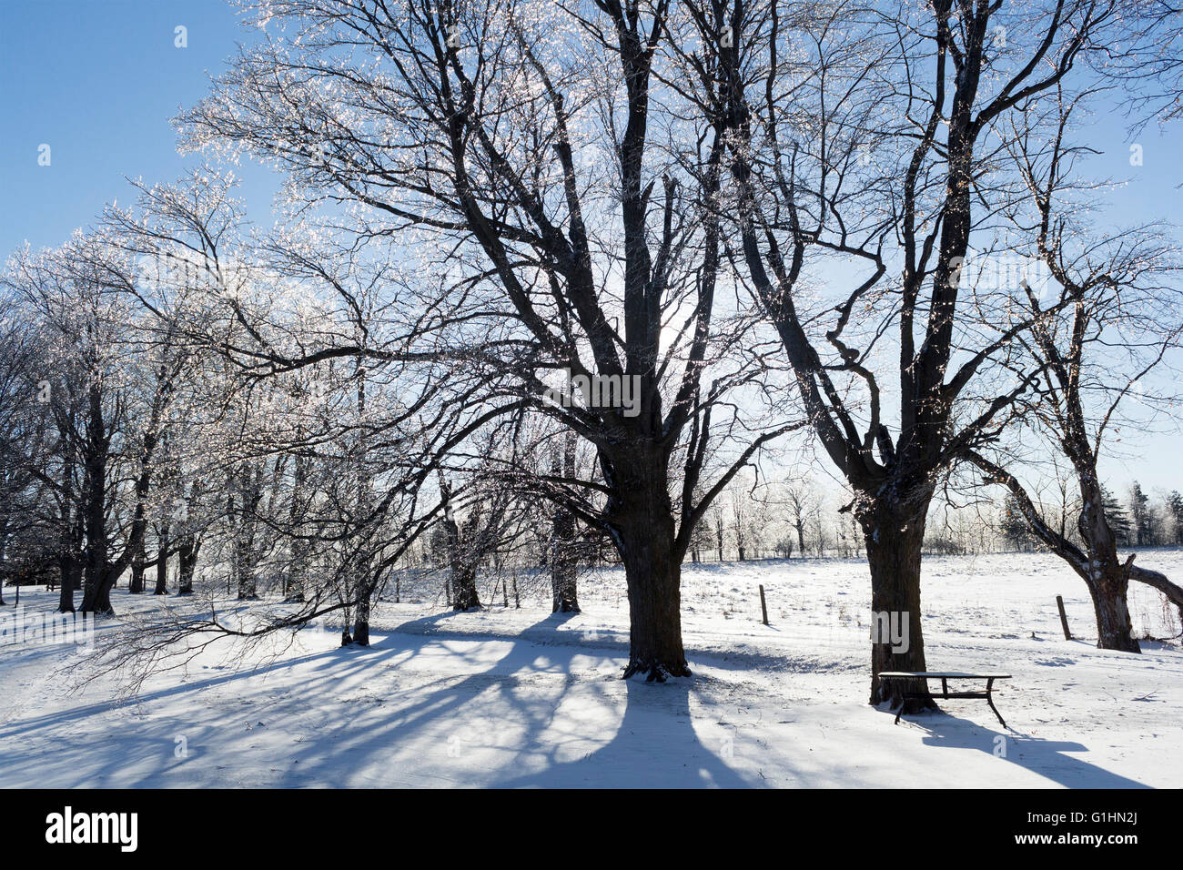 Derrière les arbres d'érable Sun Streaming sur journée ensoleillée en hiver avec de la neige sur une ferme et de la glace sur les branches d'arbres Banque D'Images