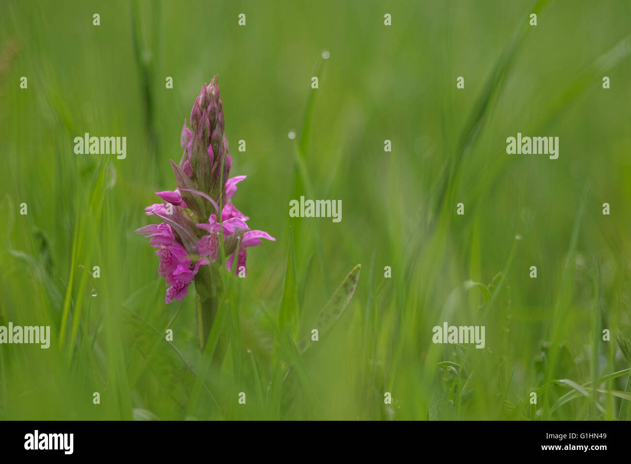 Western marsh orchid Banque D'Images